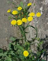 Image result for Crepis urundica
