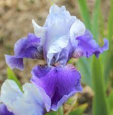 Tb Iris Germanica Shadow Magic Hamner 1976