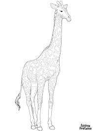 Girrafe coloring pages, baby giraffe coloring page download. Giraffe Coloring Sheets Rainbow Printables