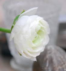 Provided to youtube by label worx ltdfiori bianchi (original mix) · lary saladinfiori bianchi℗ sound victims publishingreleased on: Ranunculus Ibrido A Fiori Bianchi Aviv White Floriana Bulbose