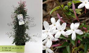 Dried jasmine flowers, also known as goleh yas, are notorious for their strong, floral perfume, and are great for infusing in candles. Jasminum Polyanthum Pink Jasmine Climbing Garden Plants Online