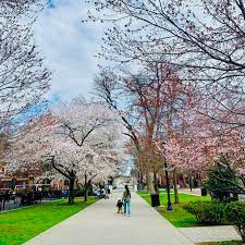Flowering cherry trees in nj. Places To See Cherry Blossoms Near Jersey City Nj