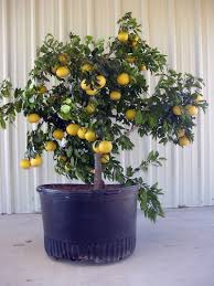 Citrus trees in containers are particular about water, which is also essential for fruit development. Patio Citrus For Texas
