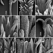 Image result for Nidorella spartioides