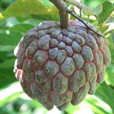 Image result for Annona squamosa