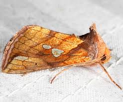 Image result for Plusia putnami