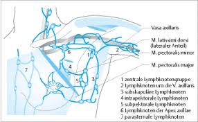 Lymphabflusswege Und Blutversorgung Der Mamma Klinik Via Medici