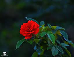 epingle par zainab photography sur roses en 2021 belles fleurs fleurs