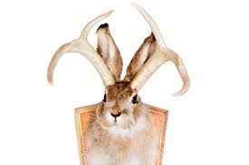 We did not find results for: What Is A Jackalope The Weird History Behind A Legend Of The American West