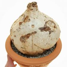 Image result for Raphionacme hirsuta