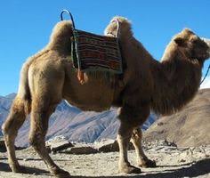 Camels form the genus camelus. Love These Camels