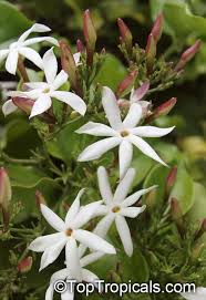 Image result for Jasminum stenolobum
