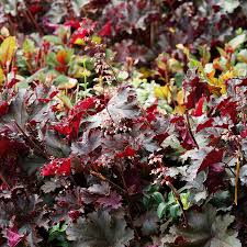 Image result for Heuchera `Palace Purple`