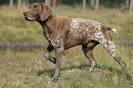 The Top 10 Smartest Hunting Dog Breeds | OutdoorHub
