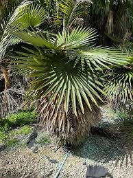 Image result for Coccothrinax