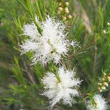 Image result for Melaleuca sp. A (Biegel 5741)