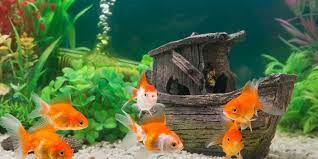 Karena bisa saja ikan tersebut punya potensi untuk tumbuh lebih besar lagi. Serba Serbi Hewan Ikan Di Aquarium Juga Bisa Keracunan Ini Tandanya Halaman All Kompas Com