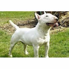 Résultat de recherche d'images pour "bull terrier"