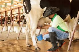 The first tip on how to take care of cows is to provide your cows a good area of pasture for grazing. Cow Udders How To Give Proper Care Potential Health Issues