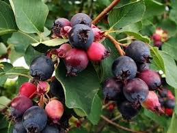 Image result for indiánská borůvka obrázek