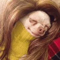 Maybe you would like to learn more about one of these? Dogs Are Funny Gifs Get The Best Gif On Giphy