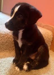 Black And White German Shepherd Lab Mix Tux Is A German Shepherd Black Labrador Mix Dog Rules German Shepherd Puppies Dog Activities