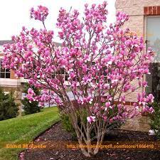 Find More Bonsai Information About 100 Real Yulan Magnolia Seeds 15 Seeds Pack Chines Front Yard Landscaping Design Front Yard Landscaping Landscaping Trees