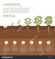 Https Image Shutterstock Com Z Stock Vector Planting Tree Process Infographic Tree Growth Bush Vegetables Grow Trees To Plant Infographic Process Infographic