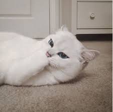 The dainty little one is. Coby Might Be The Most Beautiful Cat On The Internet Most Beautiful Cat Cats Pretty Cats