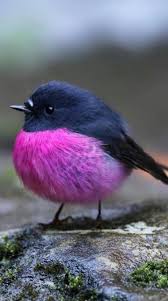 Simple Pleasures All In Bokeh Beautiful Birds Animals Beautiful Pet Birds