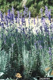 Image result for Lavandula angustifolia Vera