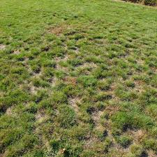 These small holes (from 1/2 to 5 inches) can be easily be repaired by following our step by step repair method. What Are All Those Bumps On My Lawn Green Thumb Lawn Service