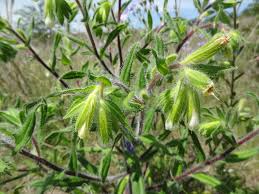 Image result for Cystostemon