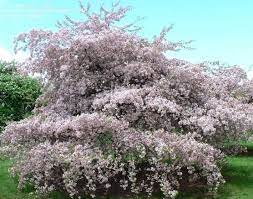 Crabapples are totally amazing, small to large ornamental trees. How To Grow The Ever Flowering Crabapple Tree Tree Doctors Inc