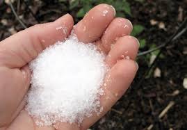 Is camellia plant safe for dogs? Adding Epsom Salts To Your Garden And Lawn Claims Vs Facts Big Blog Of Gardening
