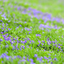 Violet - Common Blue Seeds (Viola sororia) – Vermont Wildflower Farm