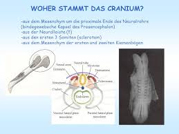 He was so smitten by her that he promised to move to argentina to be near her. Entwicklung Des Schadels Ppt Herunterladen