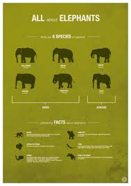 Elephant Species Fun Facts Infographic Chart Animalfunfacts