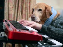 Maybe you would like to learn more about one of these? Bored Dog Owners During Covid 19 Social Isolation Are Creating Dogs With Human Hands