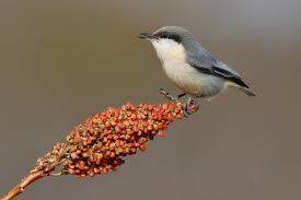 Birds Of Central Oregon Pygmy Nuthatch Nuthatch At Swim Two Birds Field Guide