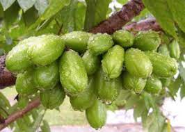 Tanaman ini termasuk ke dalam genus averrhoa dan famili oxalidaceae. Khasiat Belimbing Buluh Petua Tips