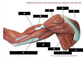 Learn the muscles of the arm with free quizzes, diagrams and worksheets. Superficial Muscles Of Scapula And Arm Posterior View Left Side Diagram Quizlet