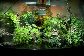 Land Sea And Sky Paludariums With Chirping Birds Okeanos Aquascaping Building An Aquascape That Includes Birds And Land Ba Aquascape Moss Plant Aquarium