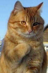 Exceptional Cat Pics Detail Are Readily Available On Our Site Have A Look And You Wont Be Sorry You Did Catpics Cute Cats Cats Beautiful Cats