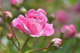 Check spelling or type a new query. Unusual Facts About Flowers By The Flower Shops The Uk S 1 Florist