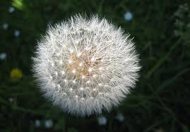 Dandelion Seed Head Taraxacum Officinale By Avenue Taraxacum Officinale Dandelion Seed Dandelion