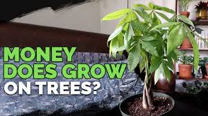 For bareroot transplanting, after digging the trench, wash the soil off the lateral roots with water. Money Tree Plant Growing Healthy Pachira Aquatica Epic Gardening