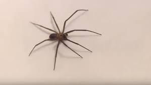 Emergency room visits for spider bites are rare, even for those caused by the most venomous species. The Venomous Brown Recluse Spider Is Now In Michigan