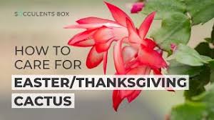 How it differs from christmas cactus. Lit 3a2eu Iukm