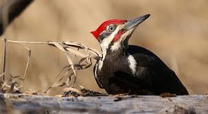 Bird With Colorful Feathers Name 25 Different Types Of Birds With Names And Pictures Birds Pictures Colorful Feathers